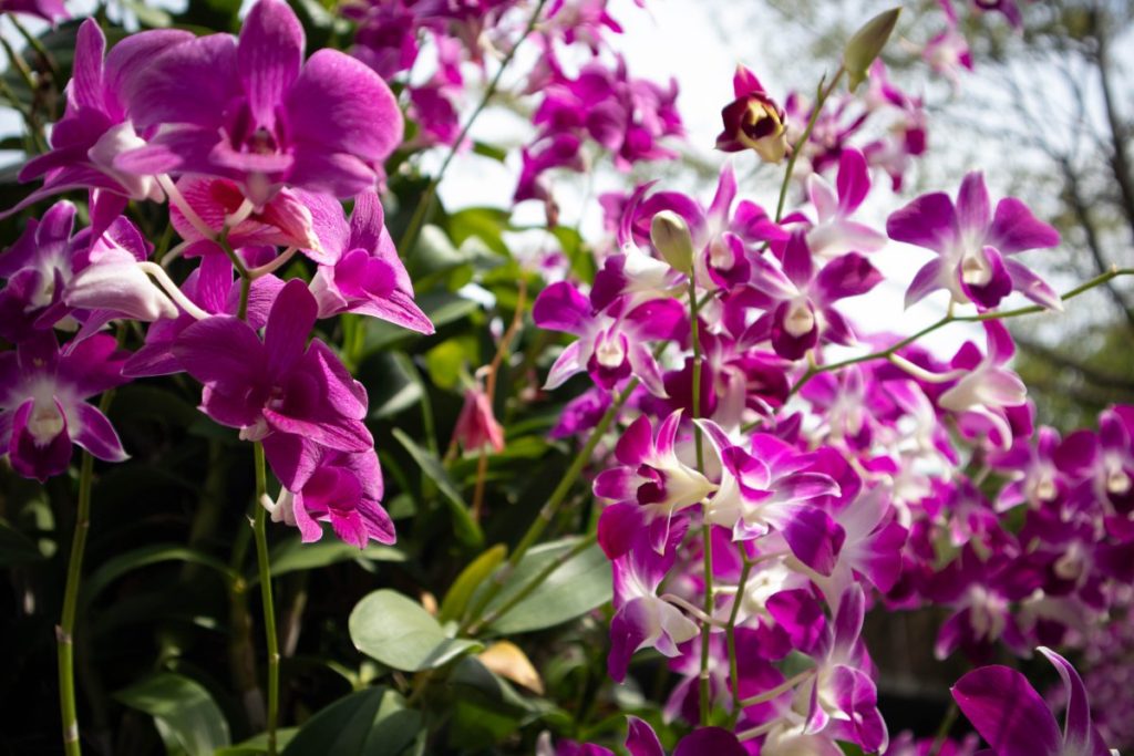 Dendrobium Orchid New Shoots