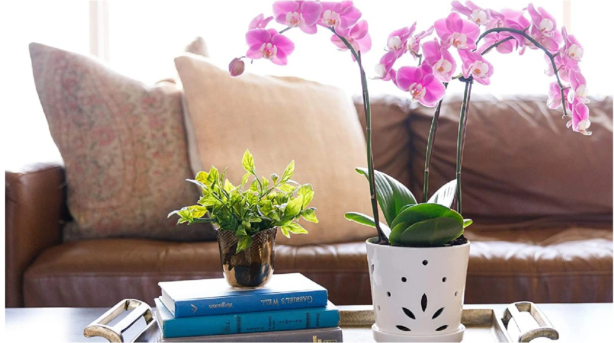 what are the best pots for orchids