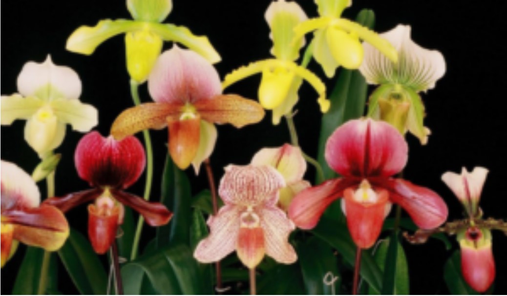 Paphiopedilum orchid care