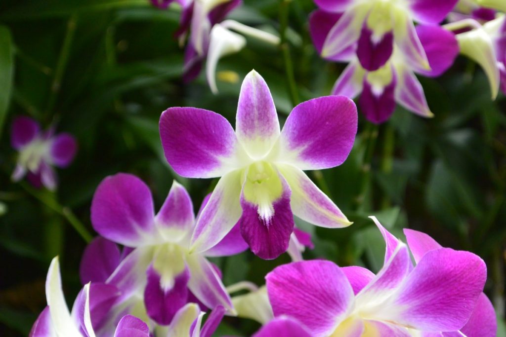 Dendrobium Orchid New Shoots