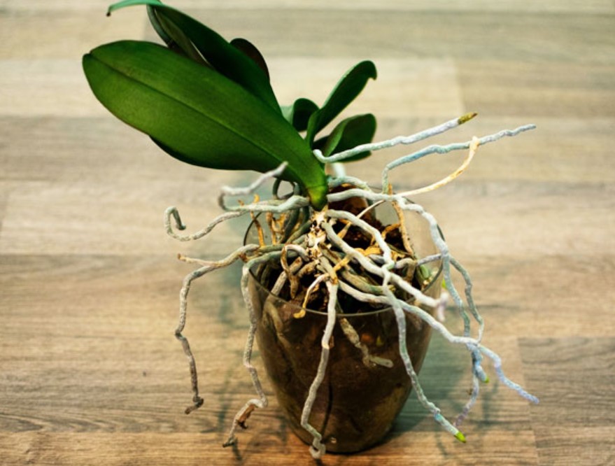 What to do with orchid air roots