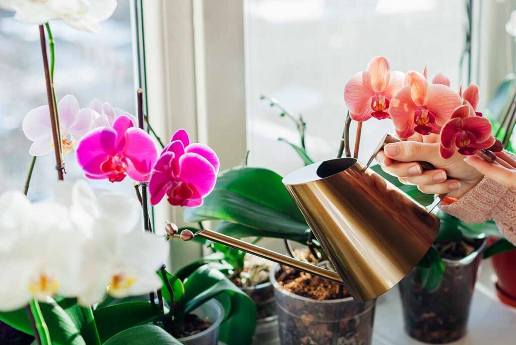 How to grow orchids without soil