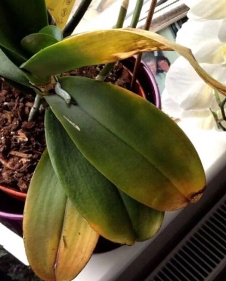 How to fix wilting orchid leaves