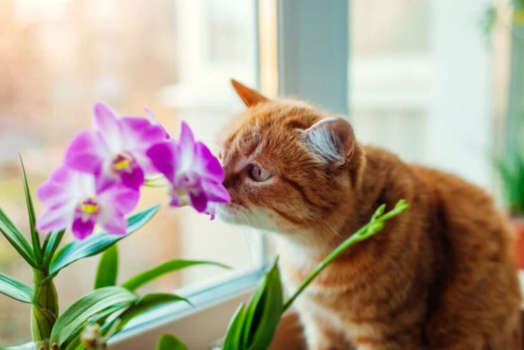 Are orchids poisonous to dogs