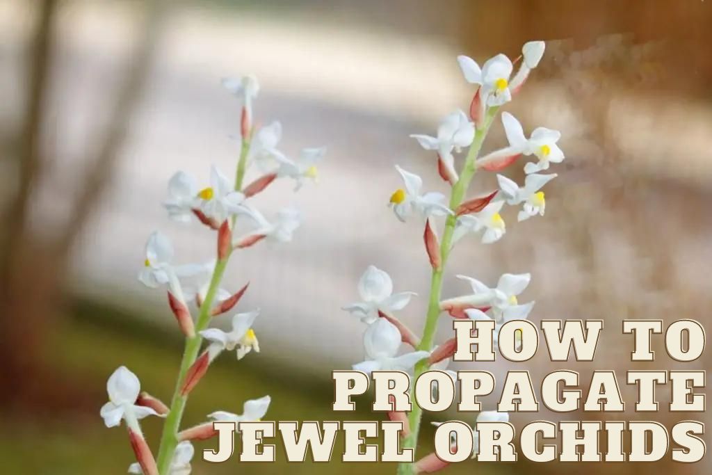 How to propagate jewel orchids