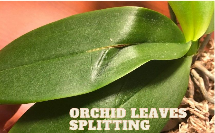 Orchid Leaves Splitting