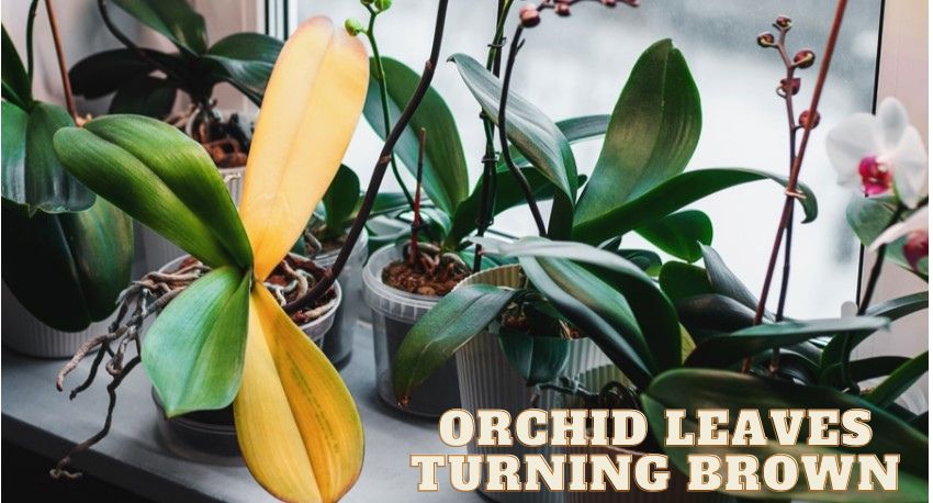 Orchid leaves turning brown