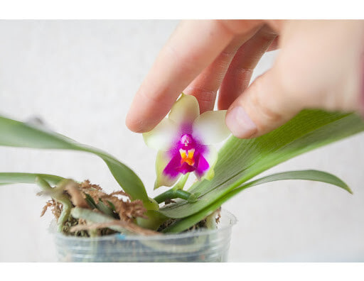 How do orchids reproduce