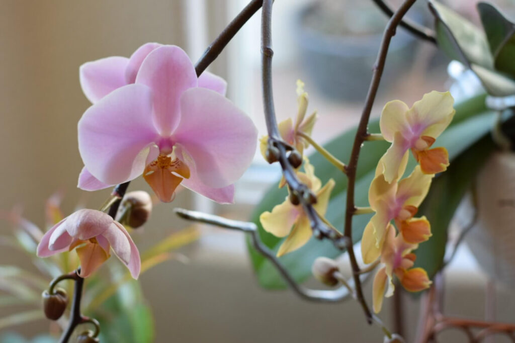 How many hours of light do orchids need?