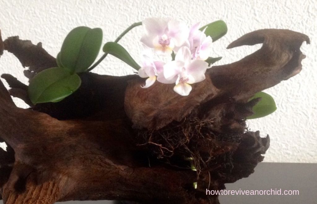 growing orchids without soil
