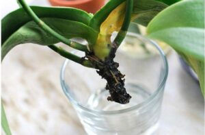 Best step-by-step tips how to grow orchids in water