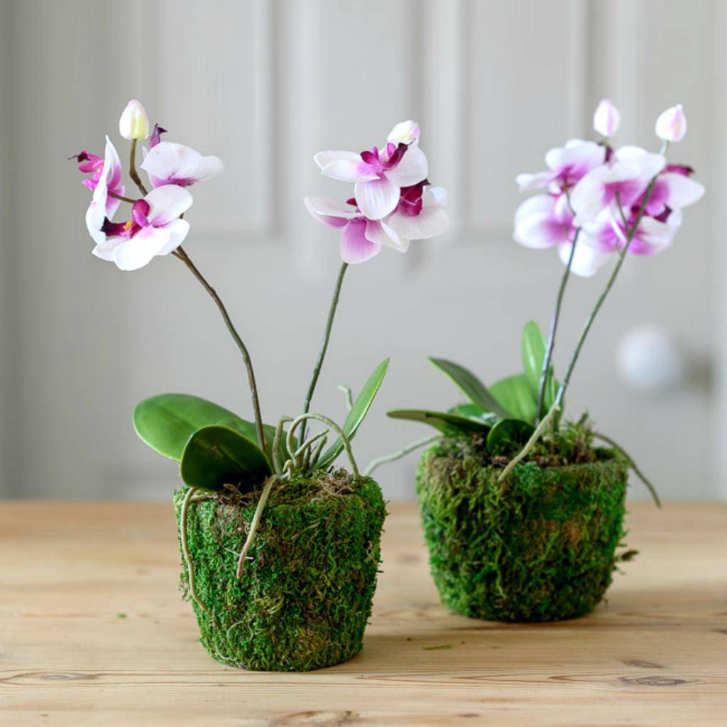 Can I use orchid fertilizer on other plants - 3 best tips