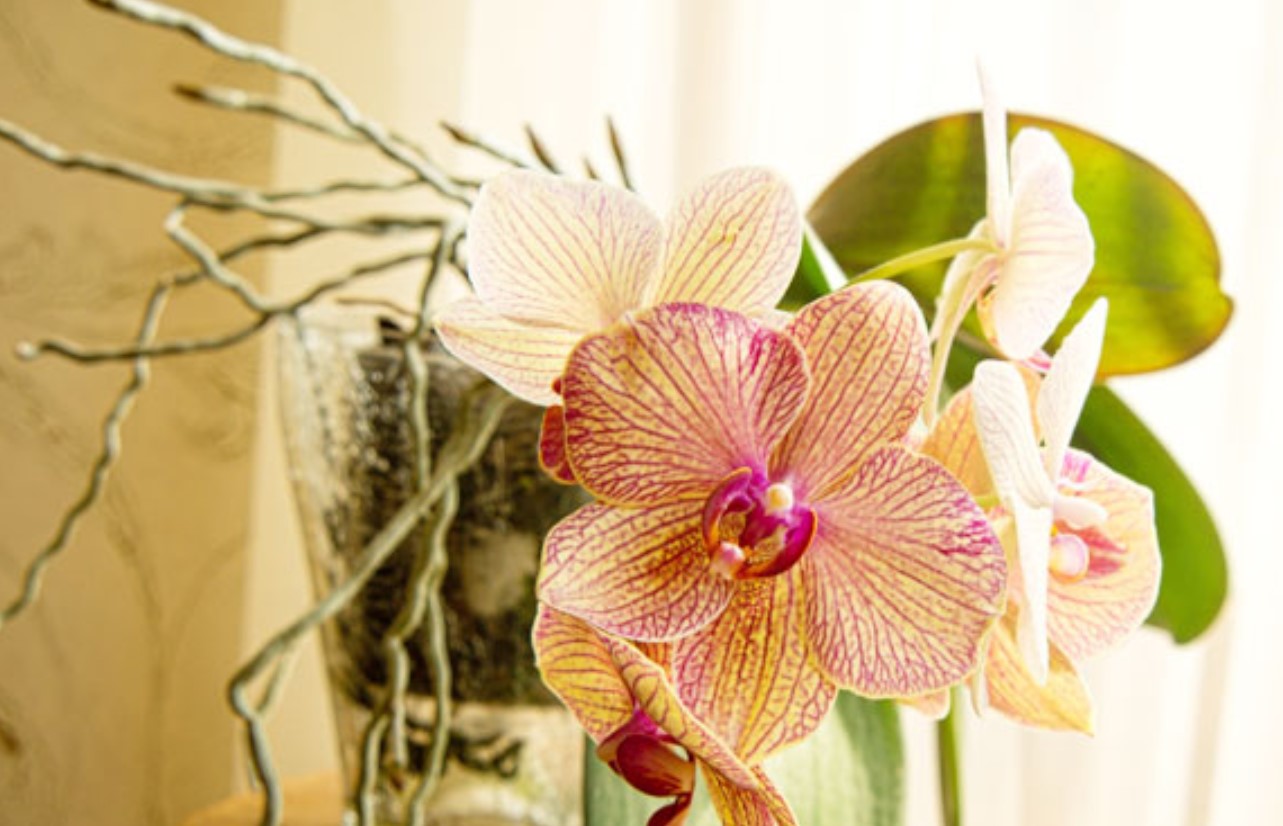 How to trim orchid roots: best tips to cut the orchid roots