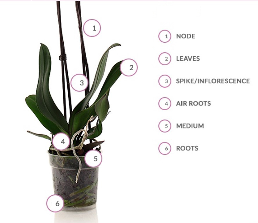 How to trim orchid roots best tips to cut the orchid roots