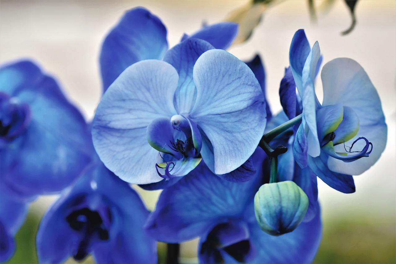 are blue orchids real: learn from best reviews & 3+tips