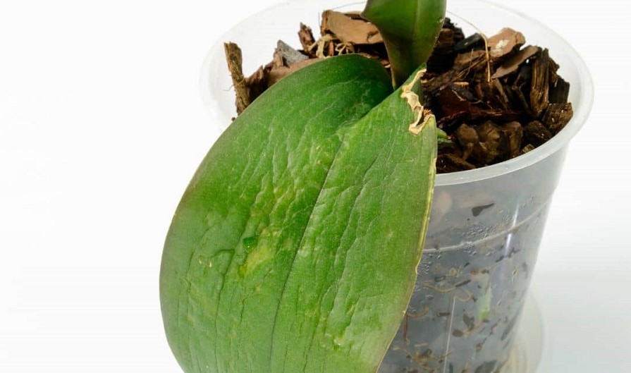 Orchid Leaves Splitting: Truly Reasons & Helpful Tips