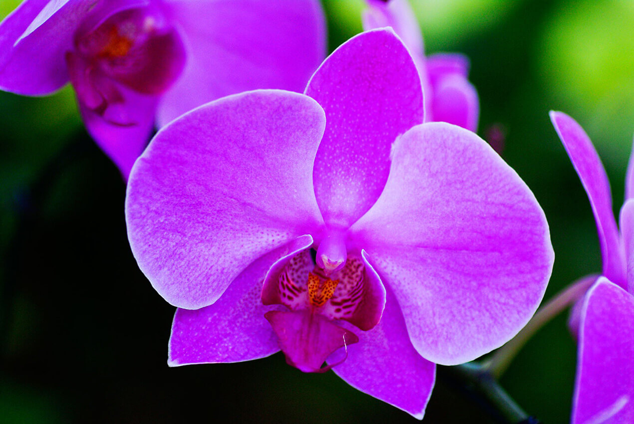 What do purple orchids symbolize - A truly beautiful gift
