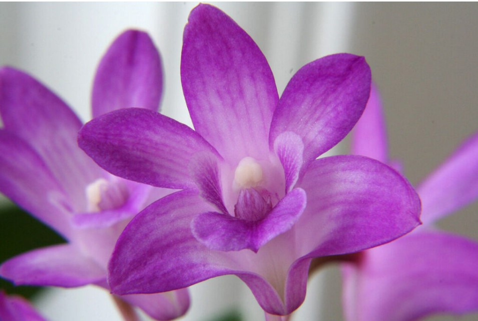 purple orchids meaning 