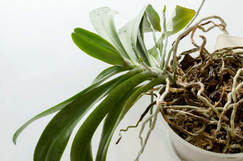 How to save dying orchid - 5 top efficient tips
