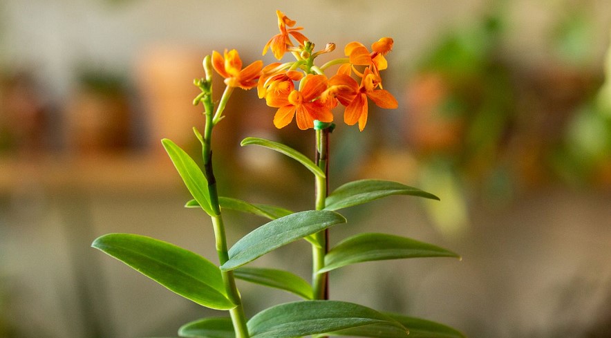 Epidendrum Orchid: Best Care Guide & Helpful Tips