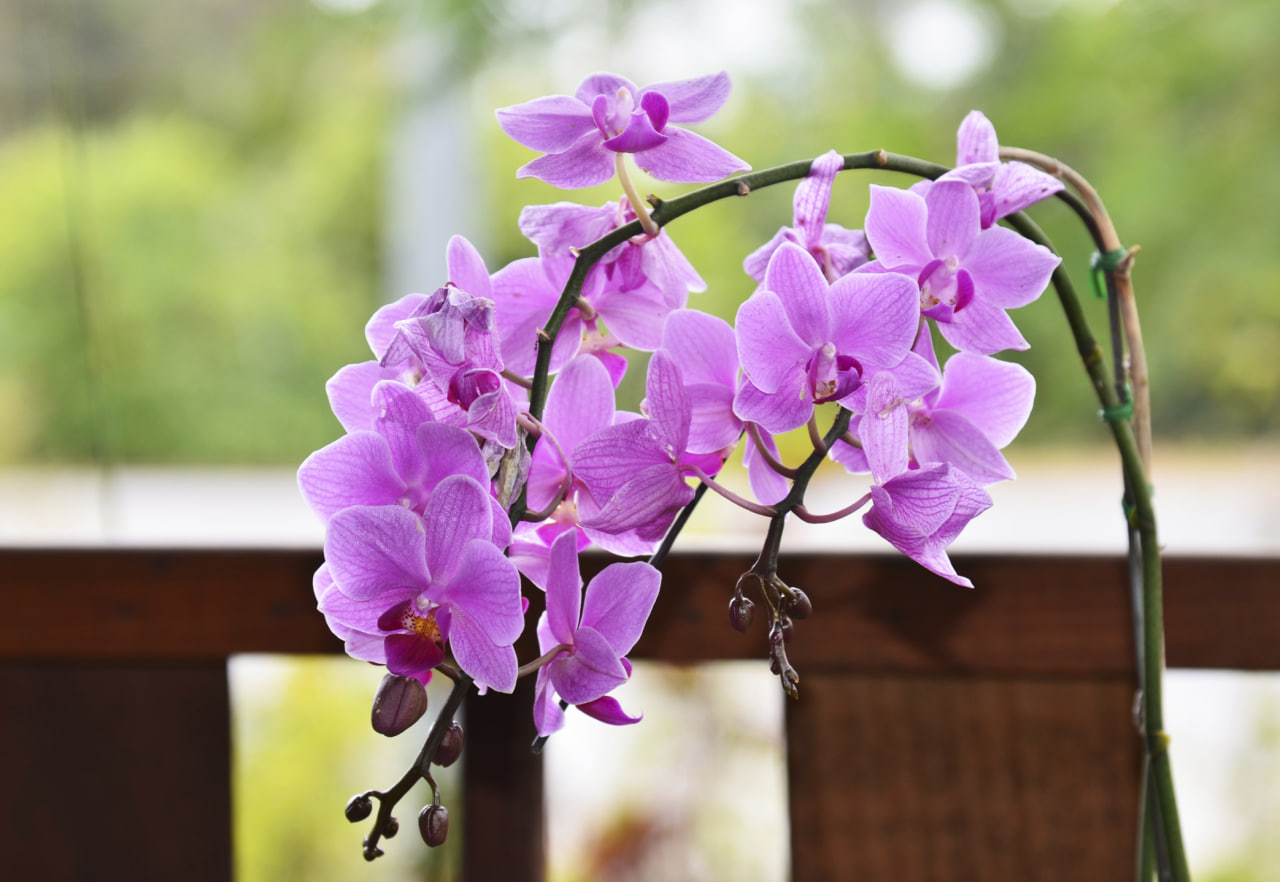 How do orchids reproduce