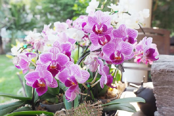 How many hours of light do orchids need?