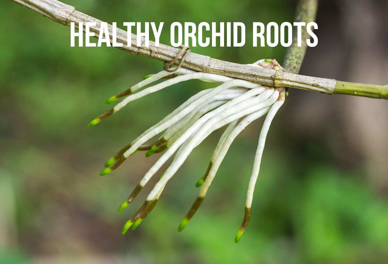Healthy orchid roots