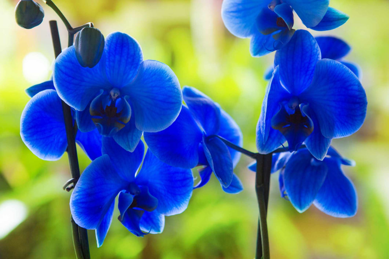 Phalaenopsis blue orchid