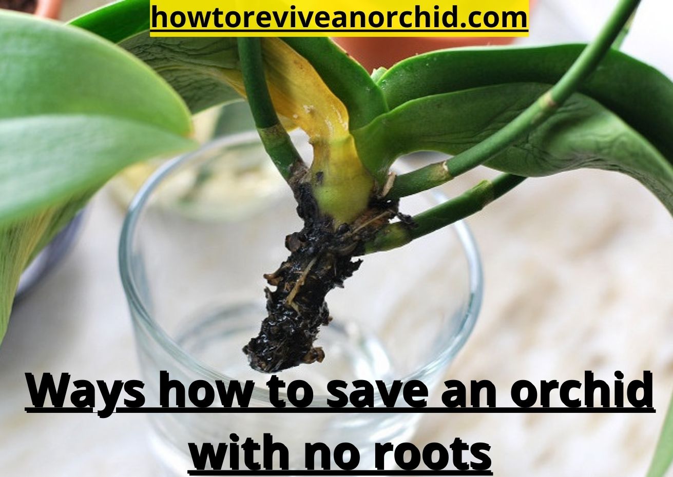 How to save an orchid with no roots: 9 basic steps