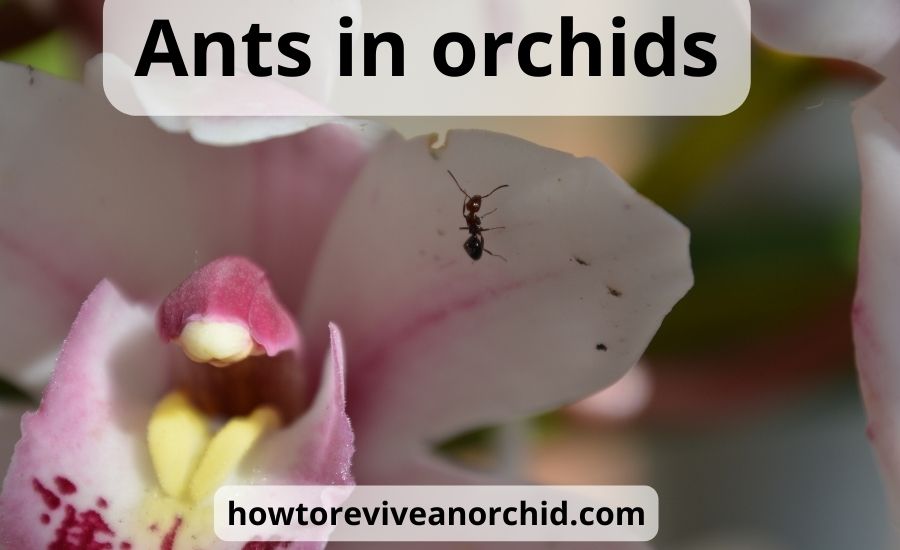 Ants in orchids: top 5 methods & super helpful guide