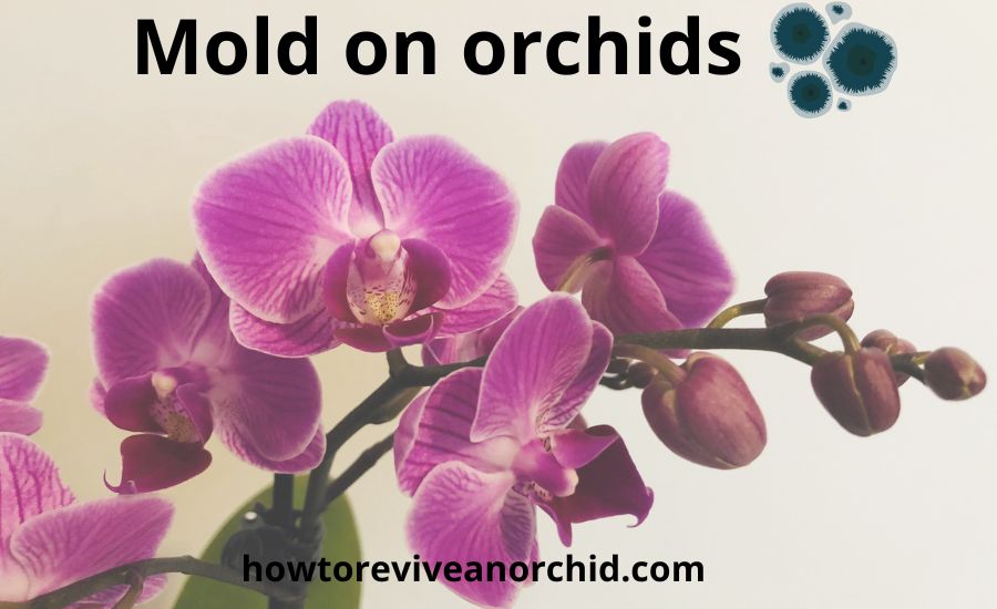 Mold on orchids: top 4 types & super preventing tips